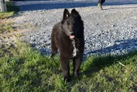 Mia, a female Belgian Sheepdog for sale in New Holland, PA – Photo 4 of 5