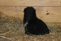 Mia, a female Belgian Sheepdog for sale in New Holland, PA – Photo 1 of 4