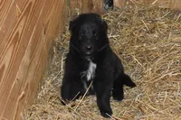 Mia, a female Belgian Sheepdog for sale in New Holland, PA – Photo 4 of 4