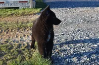 Mia, a female Belgian Sheepdog for sale in New Holland, PA – Photo 3 of 5