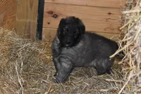 Maggie, a female Belgian Tervuren for sale in New Holland, PA – Photo 2 of 4