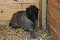 Maggie, a female Belgian Tervuren for sale in New Holland, PA – Photo 3 of 4