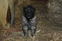 Maggie, a female Belgian Tervuren for sale in New Holland, PA – Photo 1 of 4