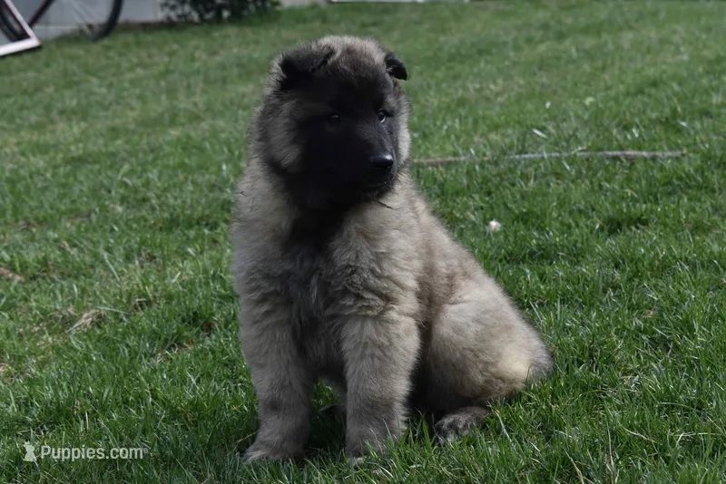 Maggie – Belgian Tervuren puppy for sale in New Holland, PA