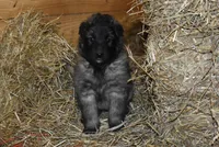 Maggie, a female Belgian Tervuren for sale in New Holland, PA – Photo 4 of 4