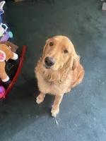 Maverick , a male Golden Retriever for sale in Lake City, MI – 2 of 4
