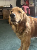 Maverick , a male Golden Retriever for sale in Lake City, MI – 1 of 4