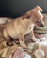 Macey, a female Chihuahua for sale in Chuckey, TN – 2 of 4