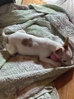 Mason, a male Chihuahua for sale in Chuckey, TN – 2 of 4