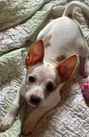 Toby, a male Chihuahua for sale in Chuckey, TN – 3 of 5