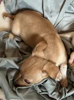 Macey, a female Chihuahua for sale in Chuckey, TN – 4 of 4