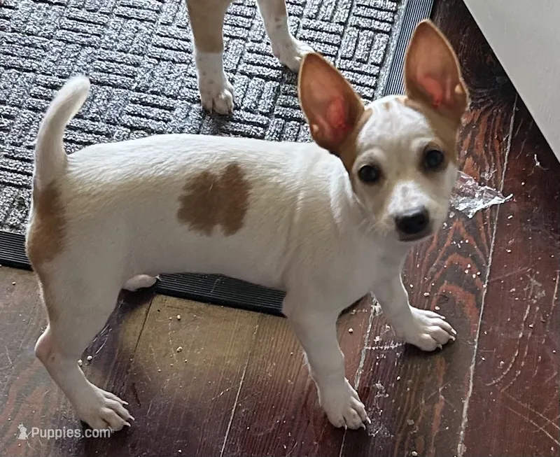 Toby – Chihuahua puppy for sale in Chuckey, TN