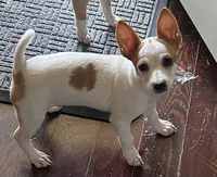 Toby, a male Chihuahua for sale in Chuckey, TN – 1 of 5