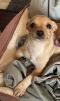 Macey, a female Chihuahua for sale in Chuckey, TN – 3 of 4