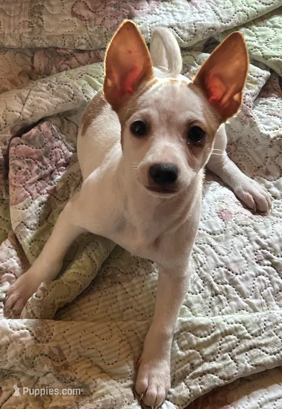 Mason – Chihuahua puppy for sale in Chuckey, TN