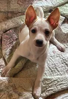 Mason, a male Chihuahua for sale in Chuckey, TN – 1 of 4