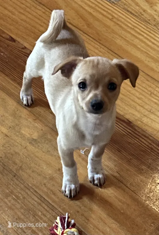 Macey – Chihuahua puppy for sale in Chuckey, TN