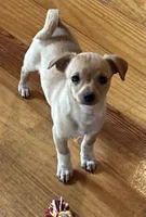 Macey, a female Chihuahua for sale in Chuckey, TN – 1 of 4