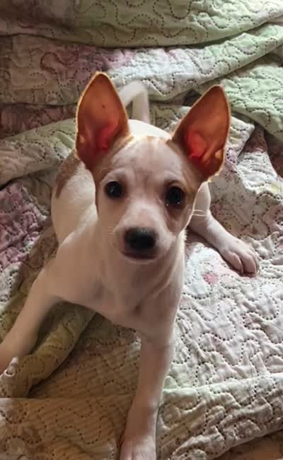 Mason, a male Chihuahua for sale in Chuckey, TN – 3 of 4