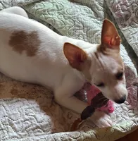 Toby, a male Chihuahua for sale in Chuckey, TN – 2 of 5