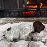 Girl 2, a female German Shorthaired Pointer for sale in Murfreesboro, AR – Photo 1 of 2