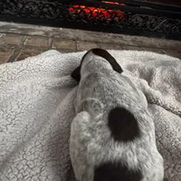 Girl 2, a female German Shorthaired Pointer for sale in Murfreesboro, AR – Photo 2 of 2