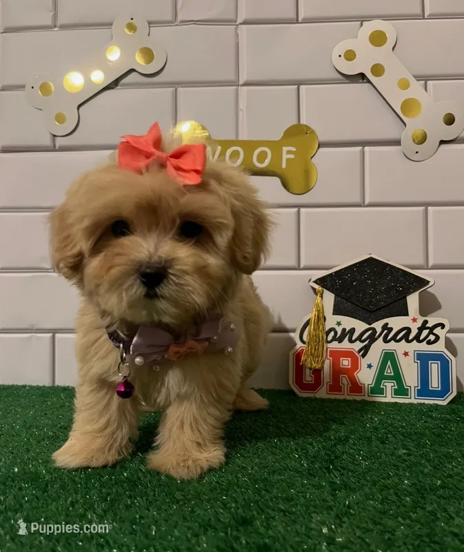 Queen 💕 – Maltipoo puppy for sale in Sylmar, CA