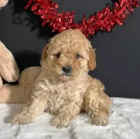 Lili, a female Poodle - Toy  for sale in Sylmar, CA – 1 of 1