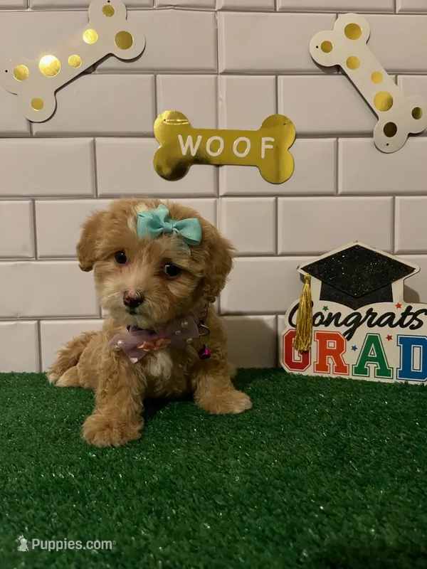 Maya – Maltipoo puppy for sale in Sylmar, CA