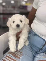 Moly, a female Maltipoo for sale in Sylmar, CA – 1 of 1