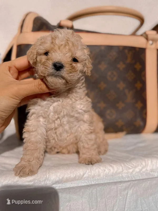 Moly – Poodle - Toy  puppy for sale in Sylmar, CA