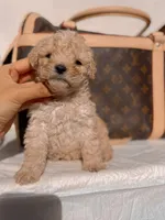 Moly, a female Poodle - Toy  for sale in Sylmar, CA – 1 of 1