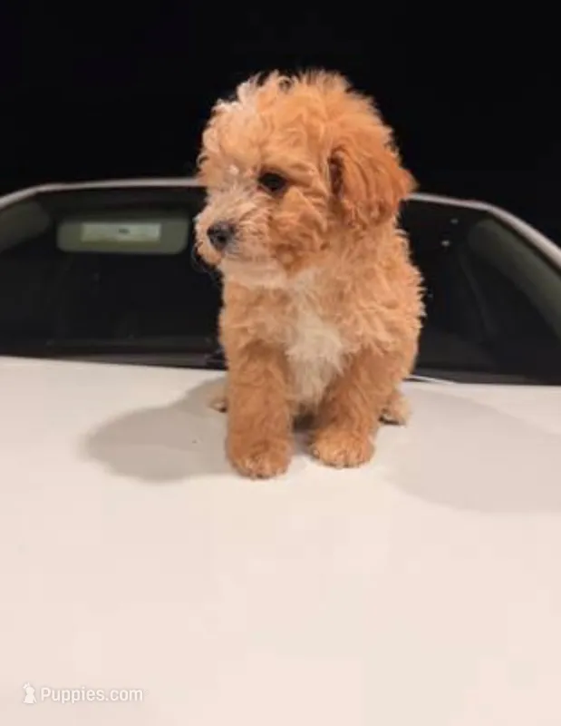 Love – Poodle - Toy  puppy for sale in Sylmar, CA