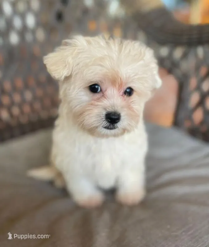 Leo – Maltese, Yorkshire Terrier puppy for sale in Sylmar, CA