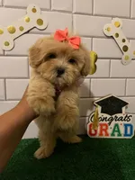 Queen 💕, a female Maltipoo for sale in Sylmar, CA – 2 of 2