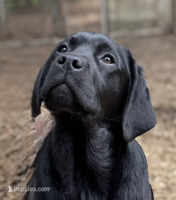 Betty_AKC_Trained  – Labrador Retriever puppy for sale in Davidsonville, MD