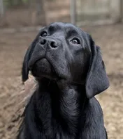 Betty_AKC_Trained , a female Labrador Retriever for sale in Davidsonville, MD – 1 of 4