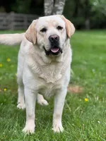 Demo_AKC , a male Labrador Retriever for sale in Davidsonville, MD – 2 of 3