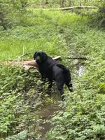 Betty_AKC_Trained , a female Labrador Retriever for sale in Davidsonville, MD – 2 of 4