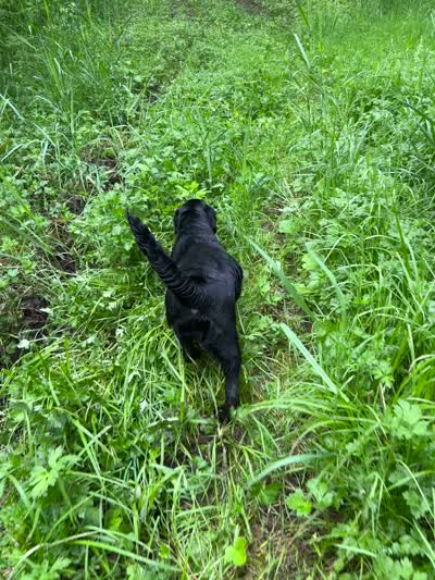 Betty_AKC_Trained , a female Labrador Retriever for sale in Davidsonville, MD – 4 of 4
