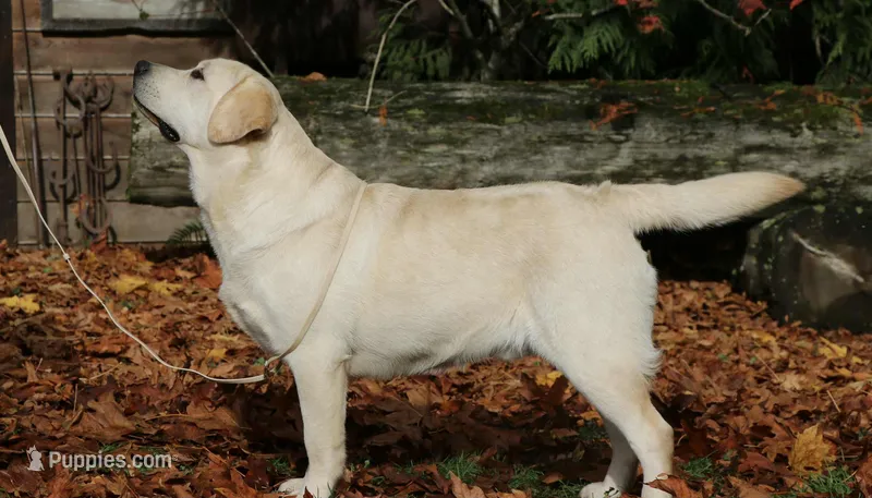 Demo_AKC  – Labrador Retriever puppy for sale in Davidsonville, MD
