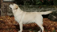 Demo_AKC , a male Labrador Retriever for sale in Davidsonville, MD – 1 of 3