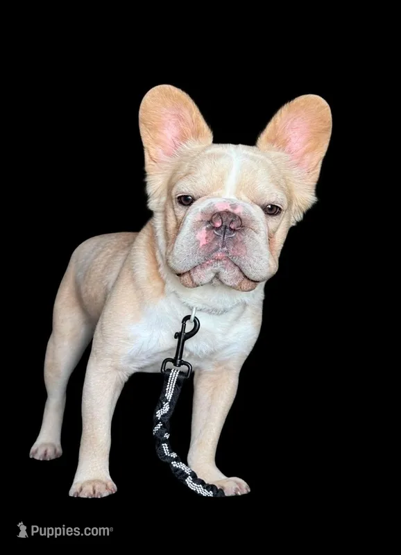 Rocky – French Bulldog puppy for sale in Phoenix, AZ