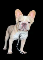 Rocky, a male French Bulldog for sale in Phoenix, AZ – 1 of 1