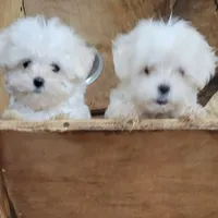 Charlee Male, a male Maltese for sale in Moncks Corner, SC – Photo 2 of 5