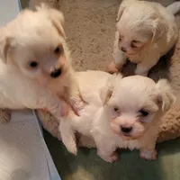 Charlee Male, a male Maltese for sale in Moncks Corner, SC – Photo 3 of 5