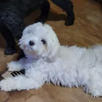 Charlee Male, a male Maltese for sale in Moncks Corner, SC – Photo 4 of 5