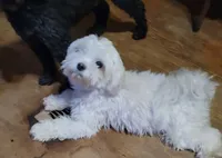 processed/5a85b90f-4f78-4a59-9b2c-417f0100fc68/listing/46b8e1b0-f2bd-4c0b-ab8b-e48d85b6519a/a9d9609e-7bf3-4e8c-a30f-56ea8eb2e53a