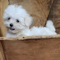 Charlee Male, a male Maltese for sale in Moncks Corner, SC – Photo 1 of 5