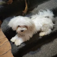 Charlee Male, a male Maltese for sale in Moncks Corner, SC – Photo 5 of 5